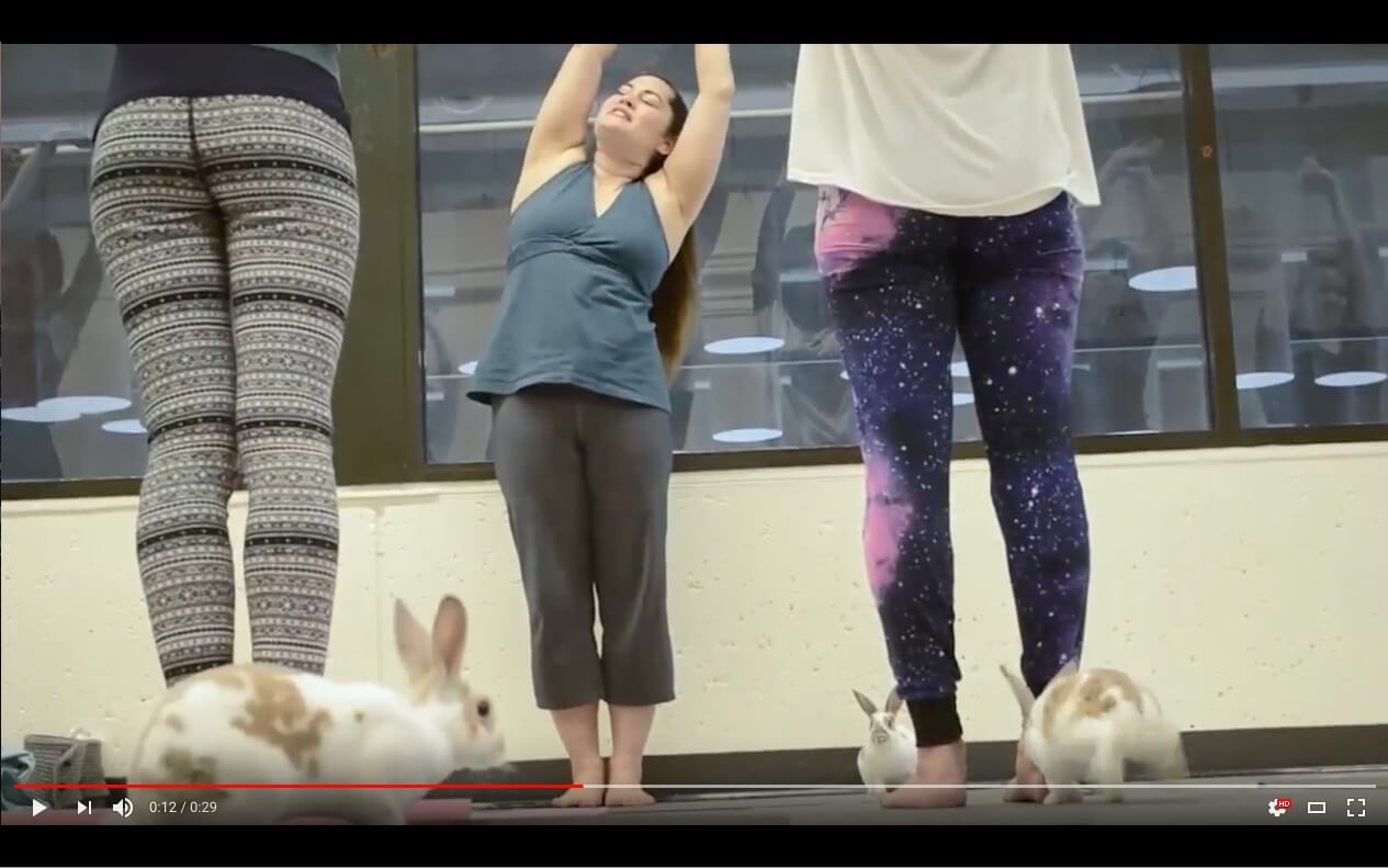 bunny-yoga news coverage